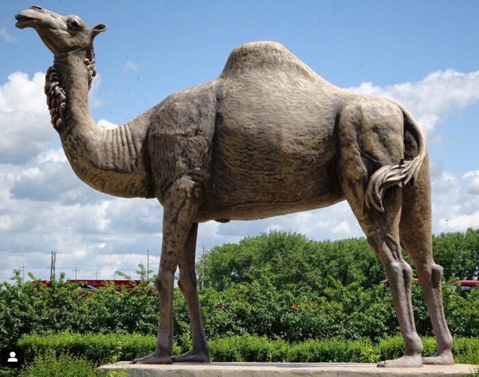 life-size camel statue