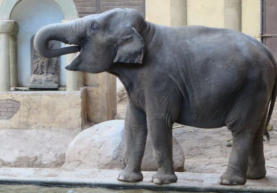 lucky elephant statue