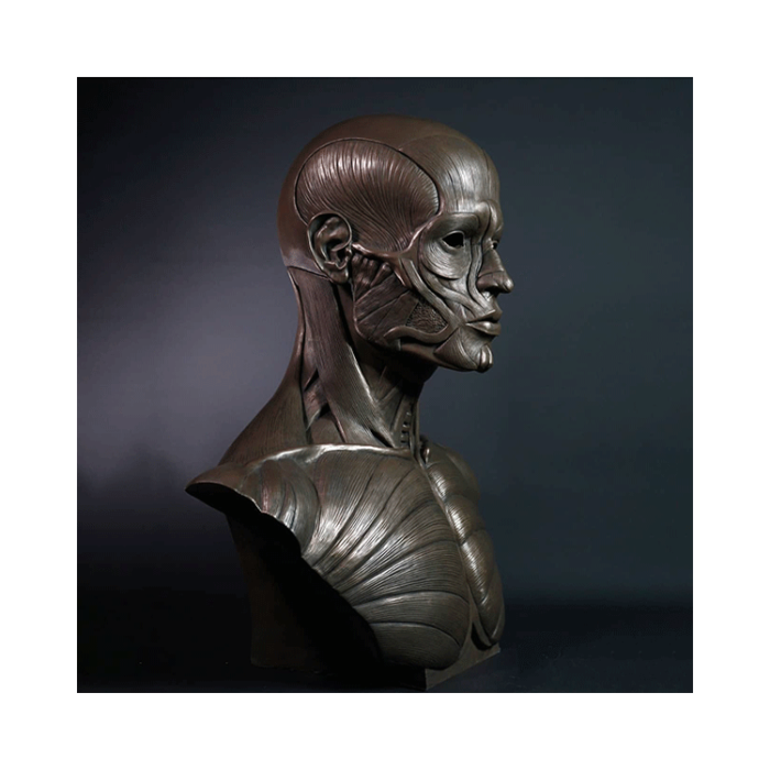 bronze bust of muscle (6)