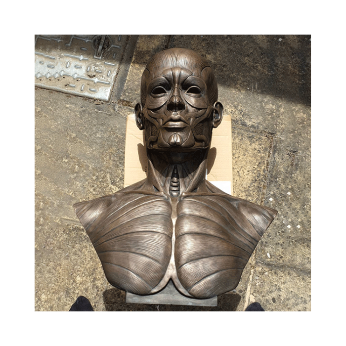 bronze bust of muscle